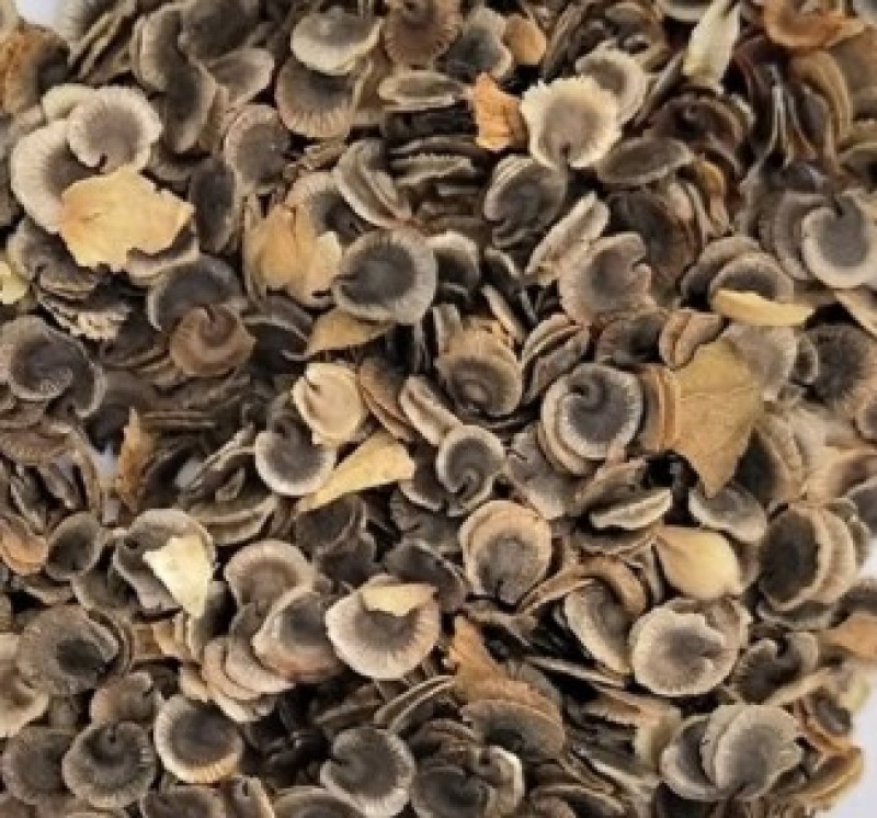 蜀葵子蜀葵籽胡葵子蜀季花子正品批发零售中药材无硫中药材