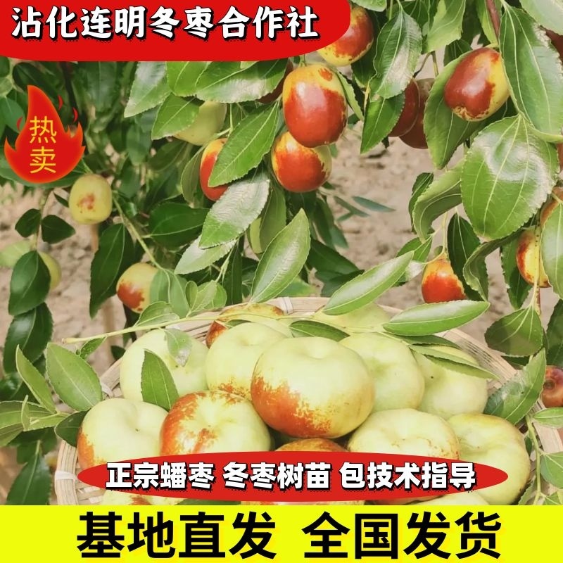 蟠枣树苗新品种个头大脆甜自然结果包品种包技术