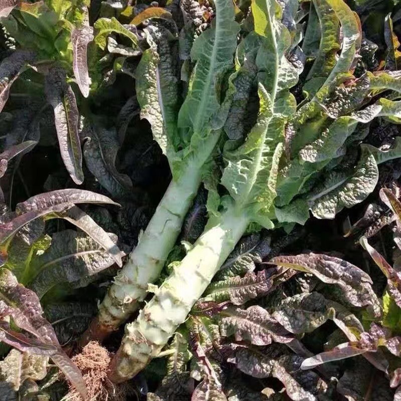 莴笋山东红尖叶莴笋大量有货现加工现发货保证质量新鲜