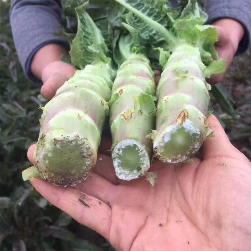 莴笋山东红尖叶莴笋大量有货现加工现发货保证质量新鲜