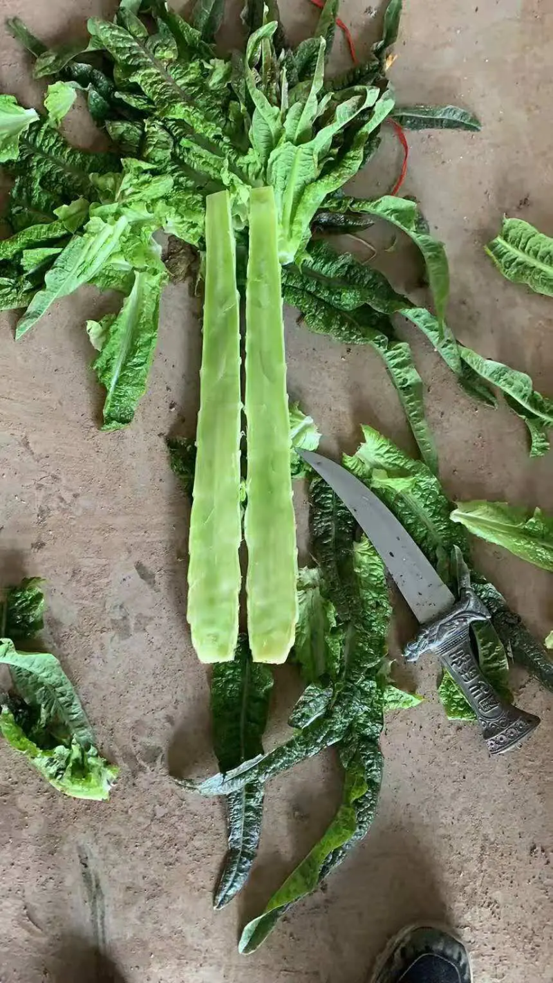 莴笋山东红尖叶莴笋大量有货现加工现发货保证质量新鲜