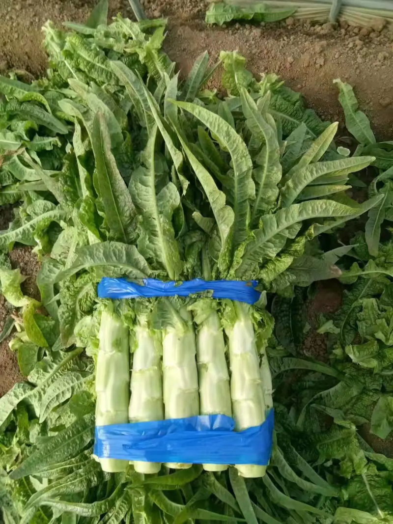 莴笋山东红尖叶莴笋大量有货现加工现发货保证质量新鲜