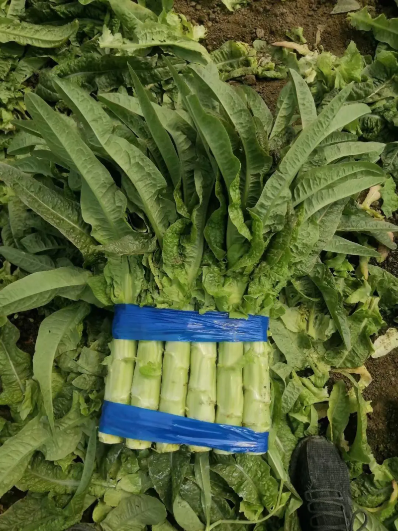 莴笋山东红尖叶莴笋大量有货现加工现发货保证质量新鲜