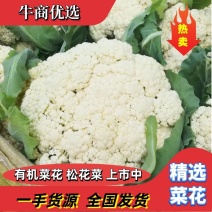 【精品】松花菜菜花一手货源诚信经营欢迎采购