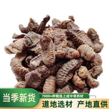 中药材蛴螬土蚕老母虫核桃虫粪虫正品批发零售中药材无硫中药