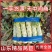 莴笋山东红尖叶莴笋大量有货现加工现发货保证质量新鲜