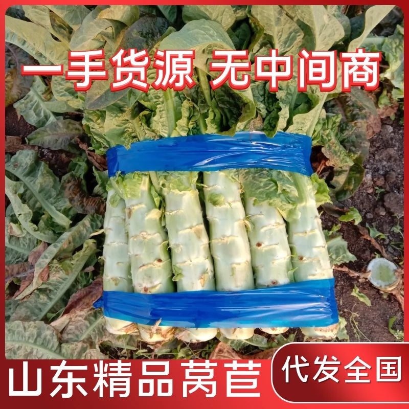 莴笋山东红尖叶莴笋大量有货现加工现发货保证质量新鲜