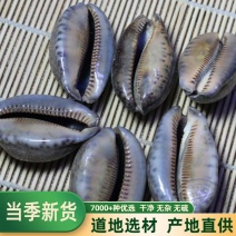药材紫贝齿紫贝文贝紫贝子南蛇牙齿狗支螺正品批发