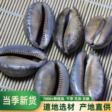 药材紫贝齿紫贝文贝紫贝子南蛇牙齿狗支螺正品批发