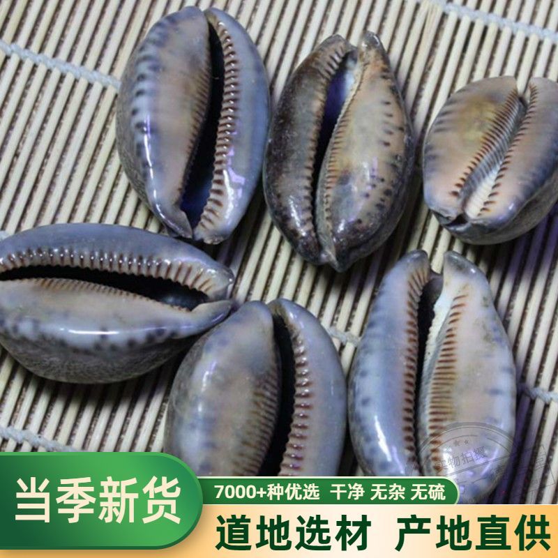 药材紫贝齿紫贝文贝紫贝子南蛇牙齿狗支螺正品批发