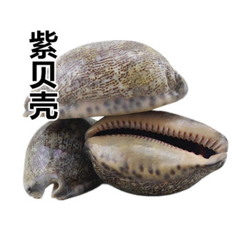 药材紫贝齿紫贝文贝紫贝子南蛇牙齿狗支螺正品批发