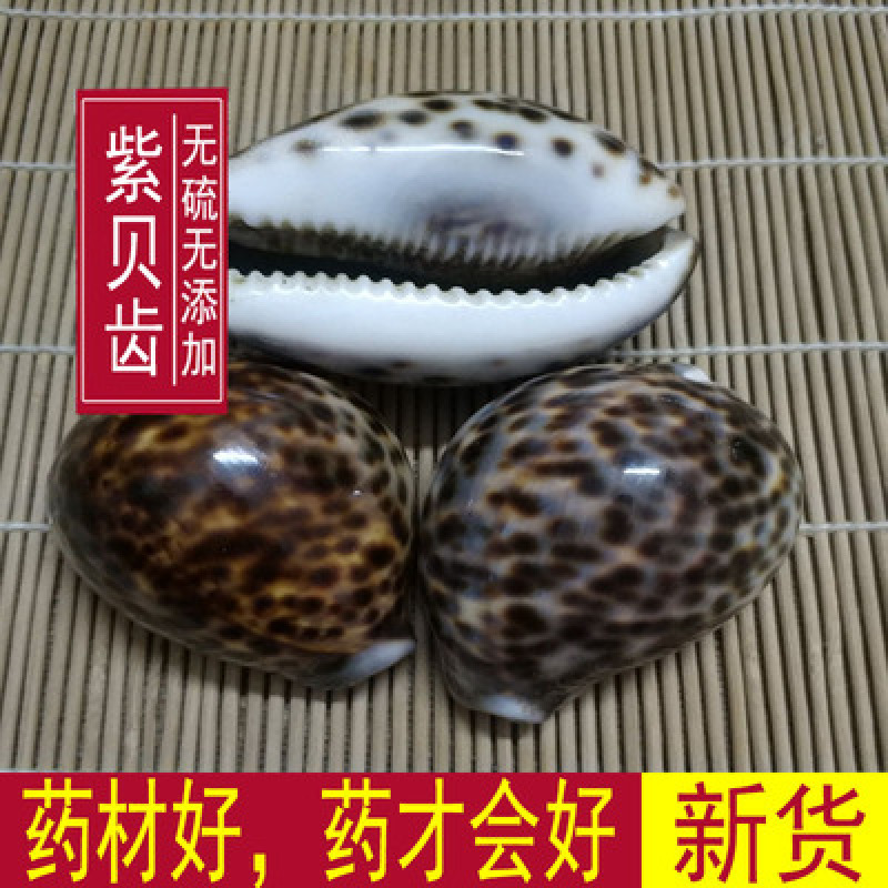 药材紫贝齿紫贝文贝紫贝子南蛇牙齿狗支螺正品批发