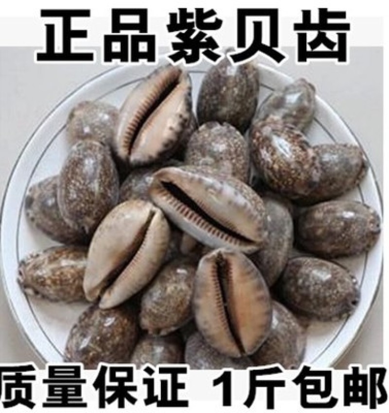 药材紫贝齿紫贝文贝紫贝子南蛇牙齿狗支螺正品批发