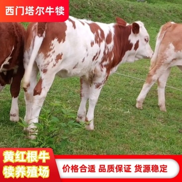 江西泰和出售放养西门塔尔牛品种纯良，欢迎咨询