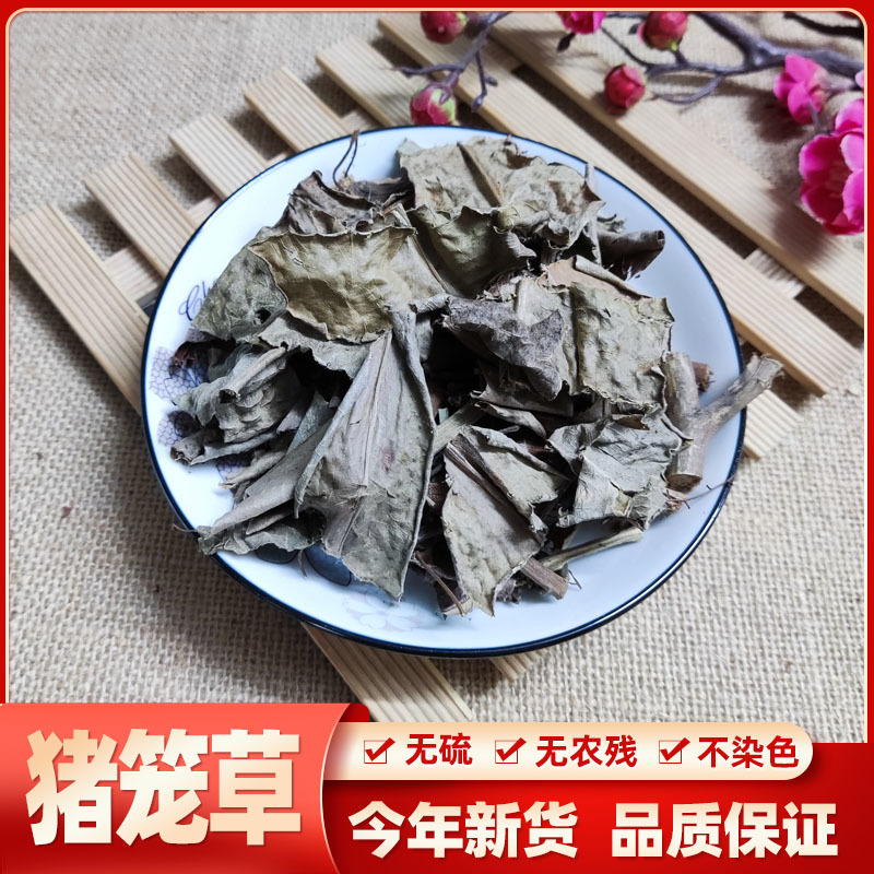 猪仔草/捕虫草/忘忧草猪仔笼/猴水瓶，雷公平