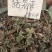 猪仔草/捕虫草/忘忧草猪仔笼/猴水瓶，雷公平