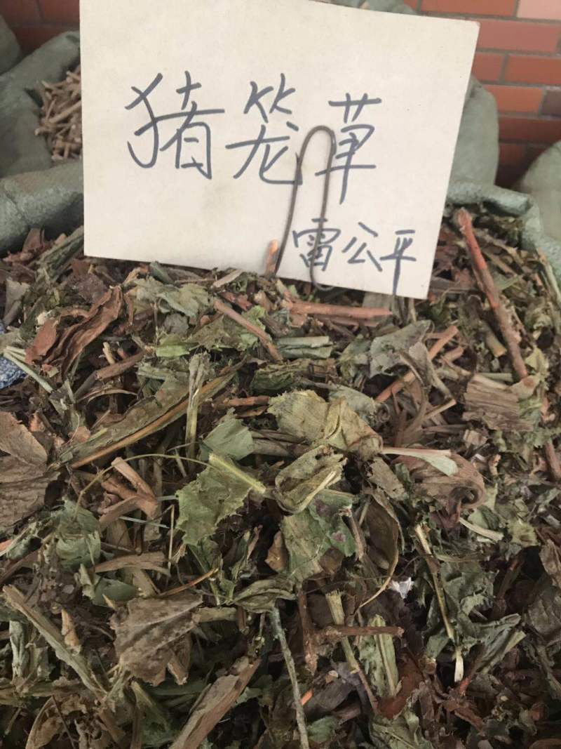 猪仔草/捕虫草/忘忧草猪仔笼/猴水瓶，雷公平