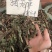 猪仔草/捕虫草/忘忧草猪仔笼/猴水瓶，雷公平