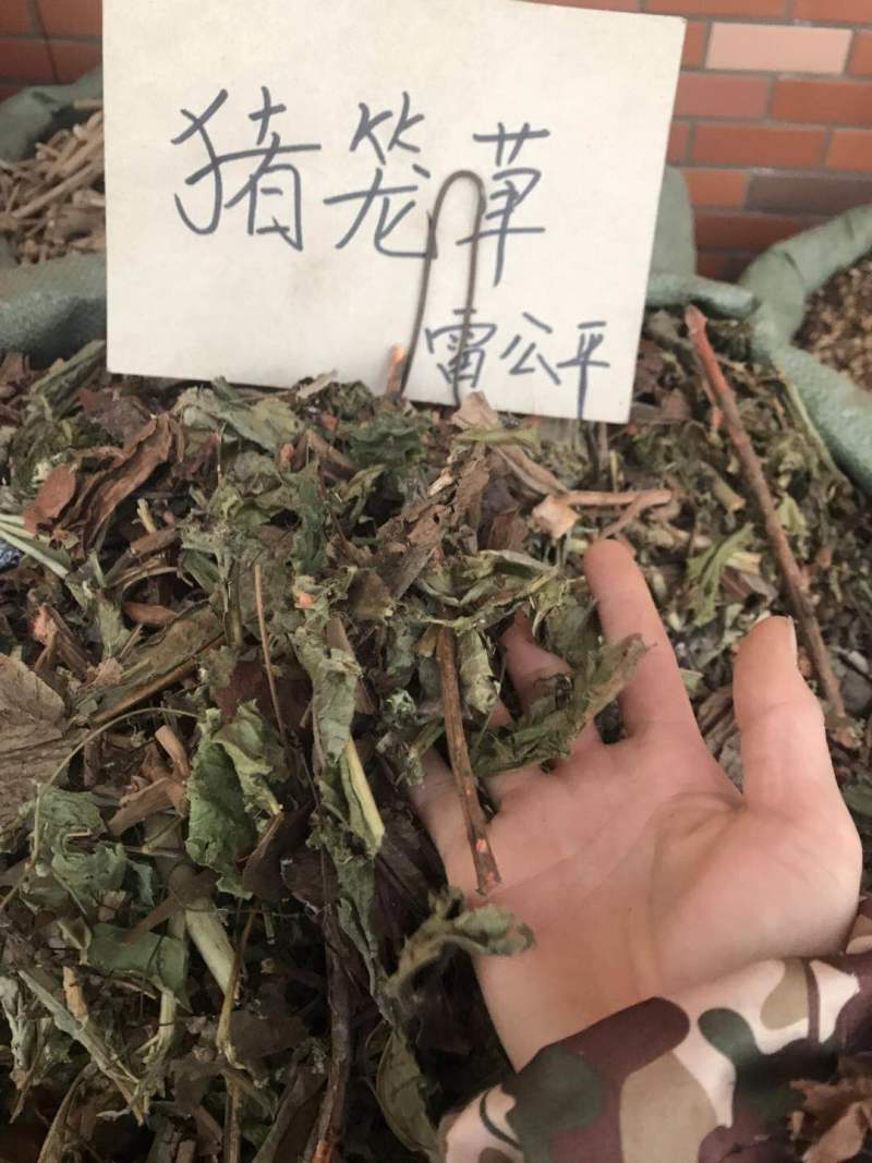 猪仔草/捕虫草/忘忧草猪仔笼/猴水瓶，雷公平