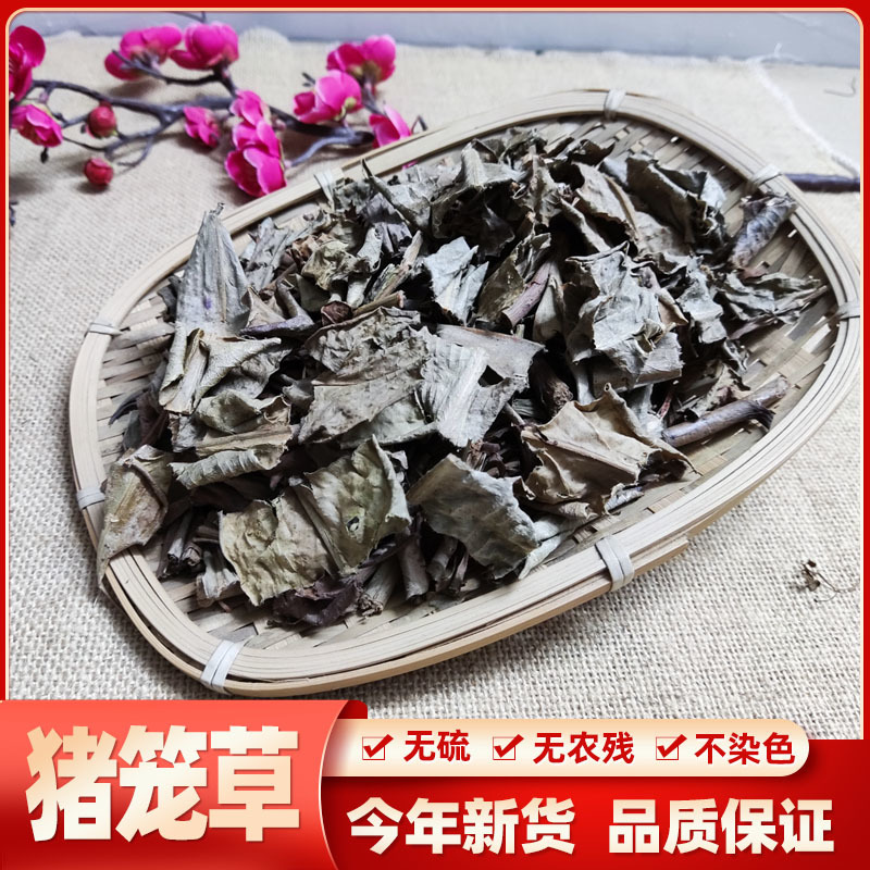 猪仔草/捕虫草/忘忧草猪仔笼/猴水瓶，雷公平