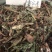 猪仔草/捕虫草/忘忧草猪仔笼/猴水瓶，雷公平