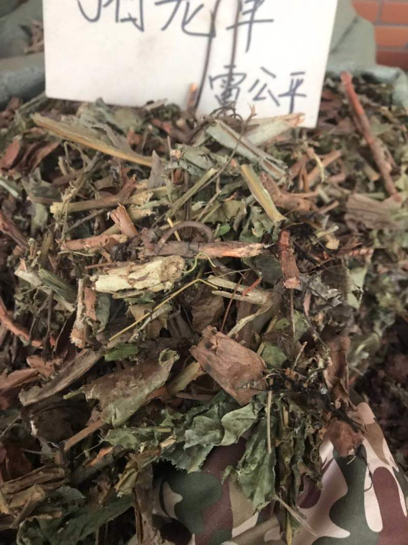 猪仔草/捕虫草/忘忧草猪仔笼/猴水瓶，雷公平