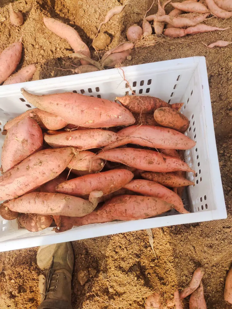 山东沂蒙山烟薯25地瓜，红薯大量上市中欢迎老板考察采购