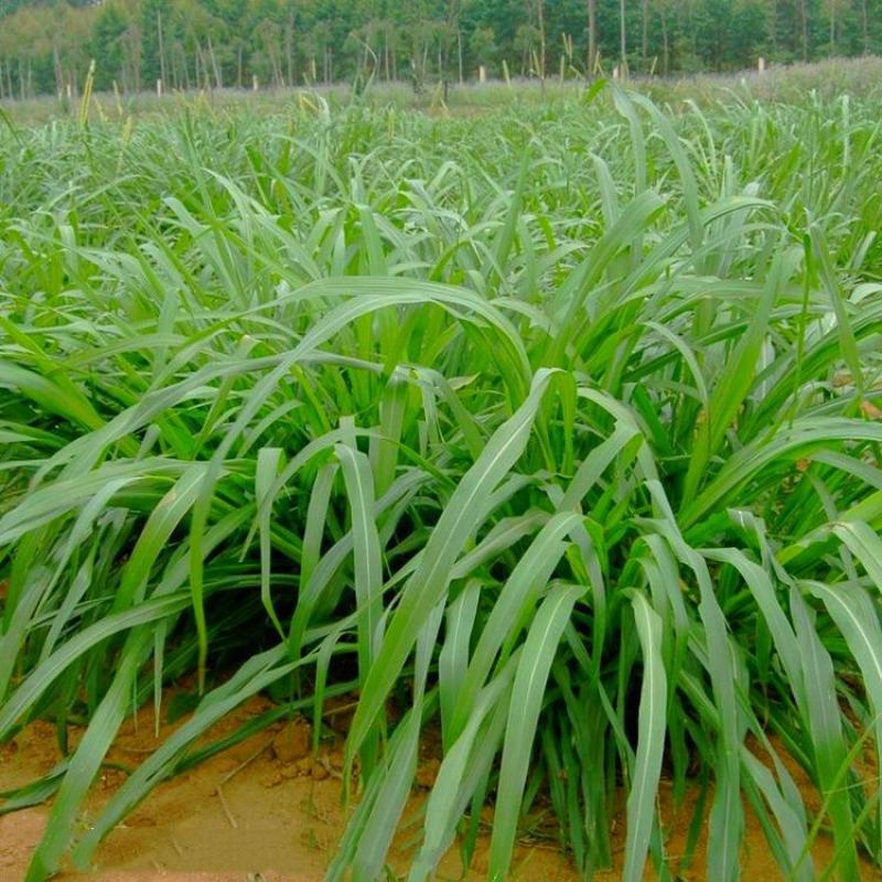 冬牧70黑麦草种子牧草种子养殖牧草产草量高牛羊兔