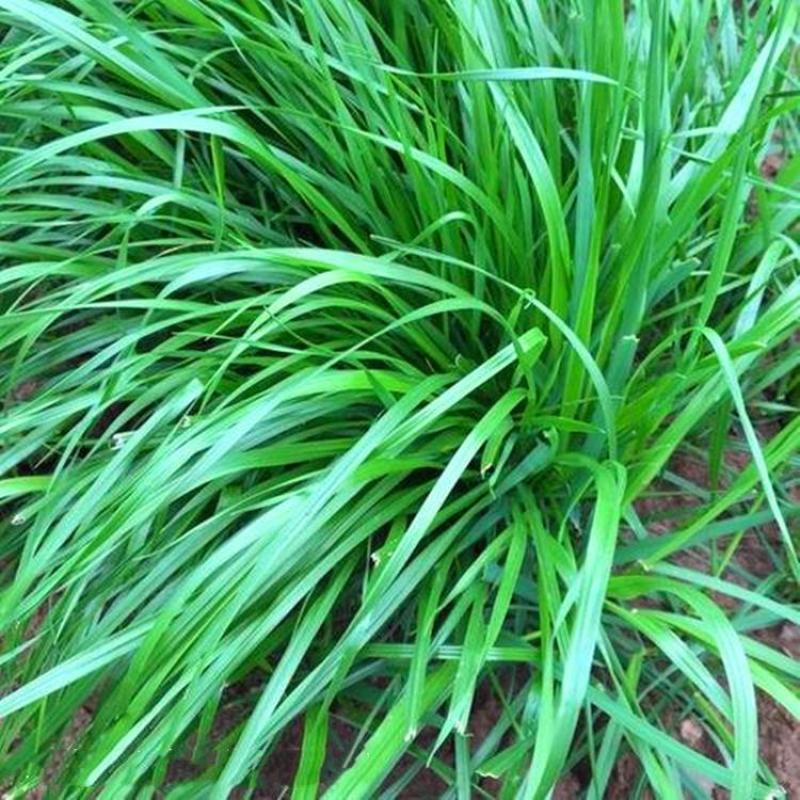 冬牧70黑麦草种子牧草种子养殖牧草产草量高牛羊兔