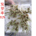 冬牧70黑麦草种子牧草种子养殖牧草产草量高牛羊兔