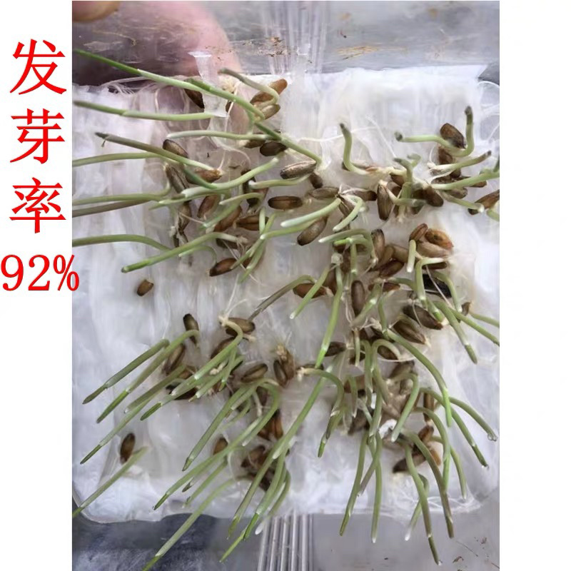 冬牧70黑麦草种子牧草种子养殖牧草产草量高牛羊兔