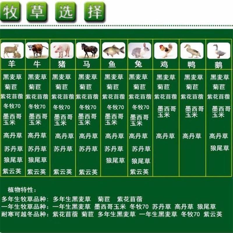 冬牧70黑麦草种子牧草种子养殖牧草产草量高牛羊兔