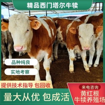 散养西门塔尔，夏洛菜，利木赞等纯种牛犊，包成活，包回收。