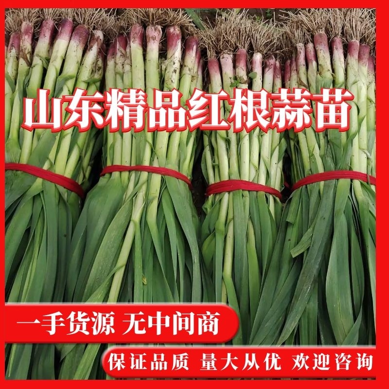 【红根蒜苗】山东蒜苗扒皮水洗蒜苗大量供应可视频看货
