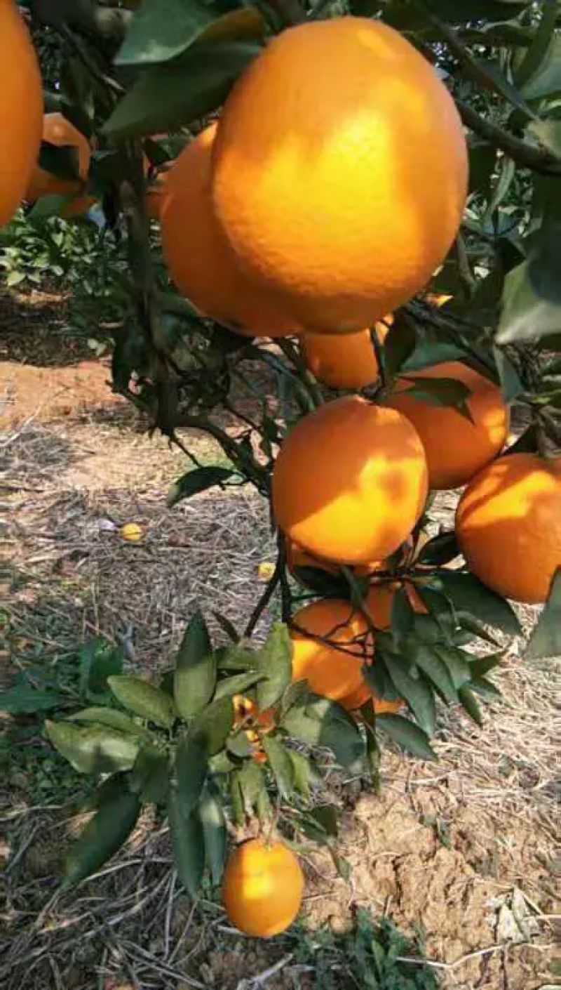 精品纽荷尔脐橙，果农精心采摘，品质好甜度高，量大从优