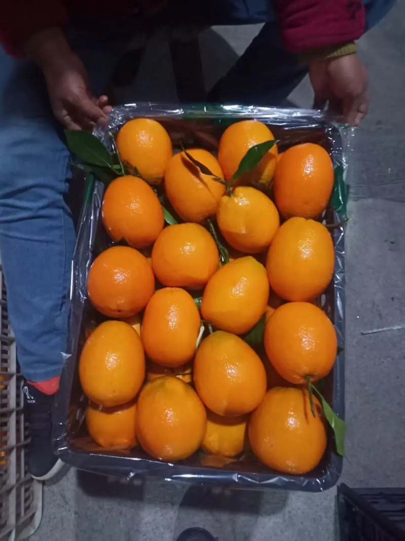 精品纽荷尔脐橙，果农精心采摘，品质好甜度高，量大从优
