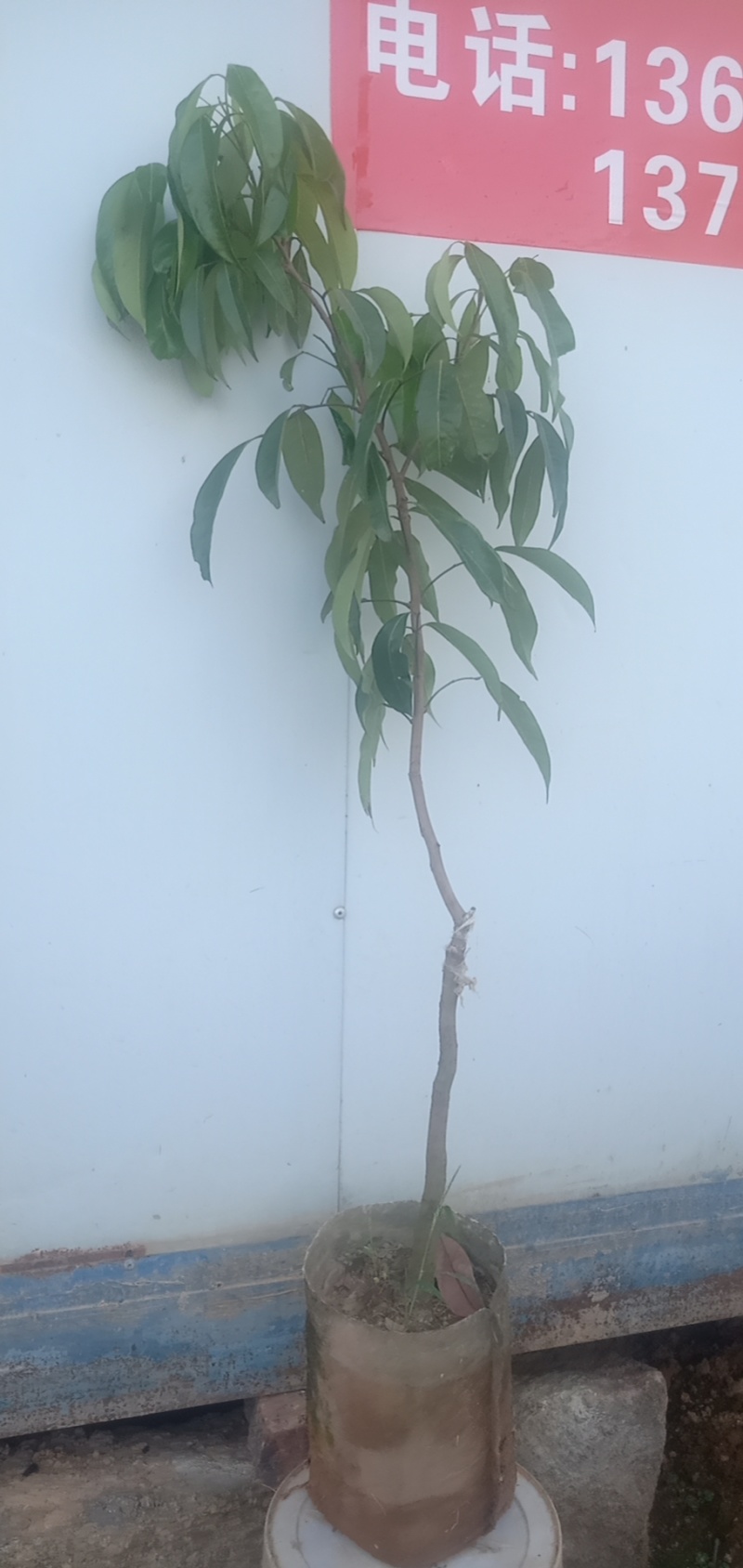荔枝苗福建无核荔枝苗基地直发易成活根系发达量大从优