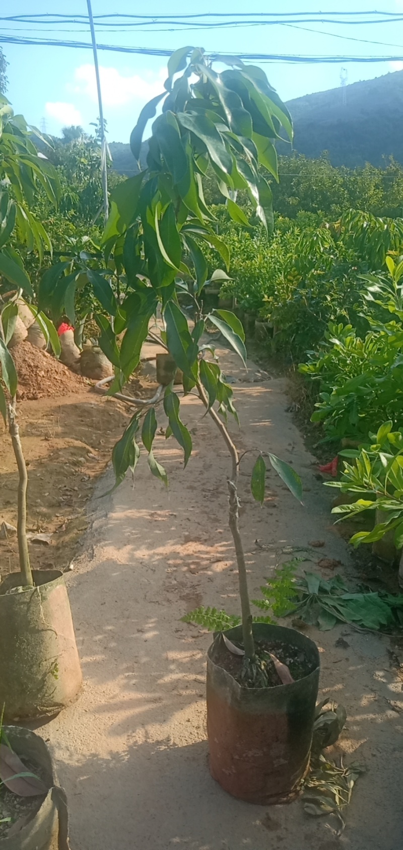 荔枝苗福建无核荔枝苗基地直发易成活根系发达量大从优