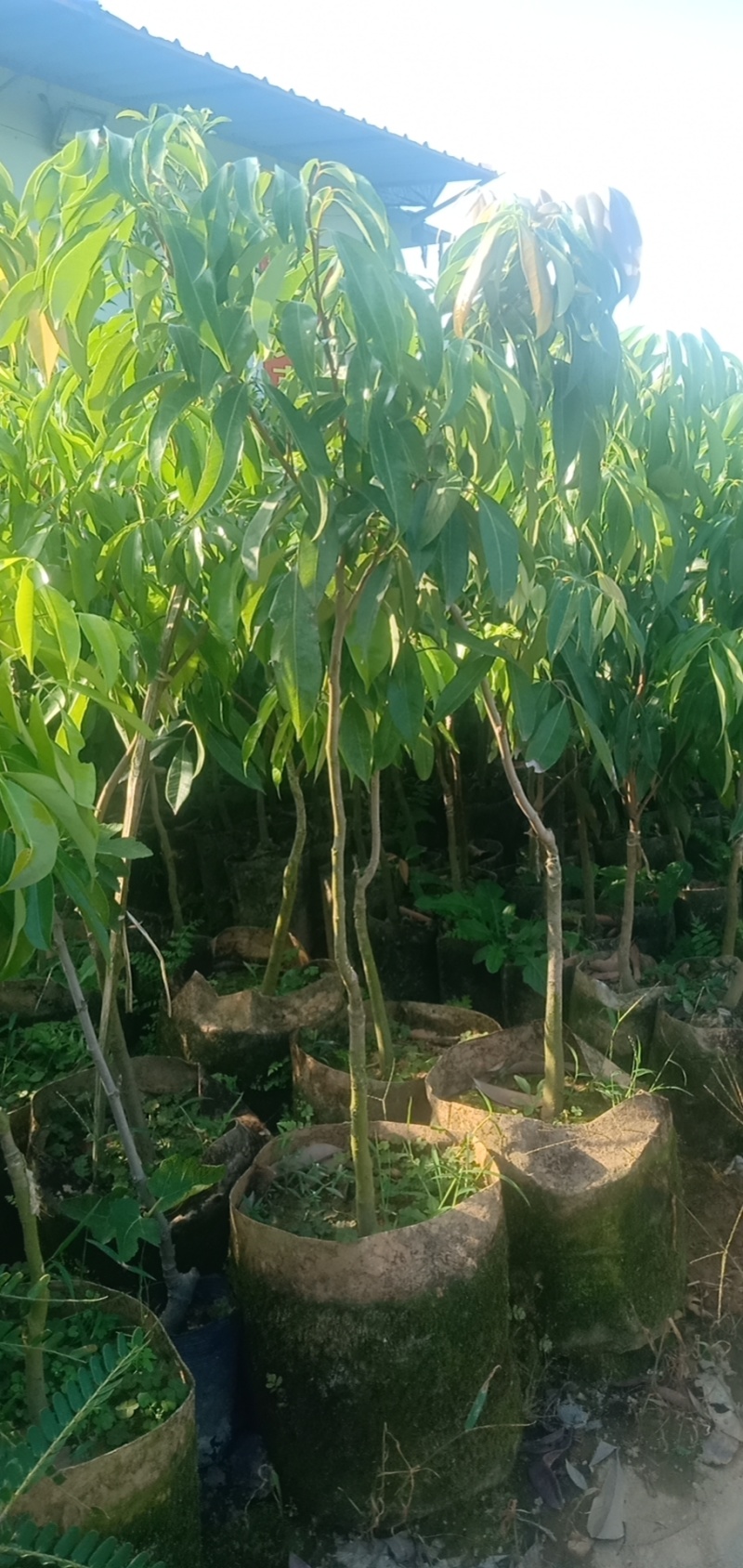 荔枝苗福建无核荔枝苗基地直发易成活根系发达量大从优