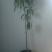 荔枝苗福建无核荔枝苗基地直发易成活根系发达量大从优