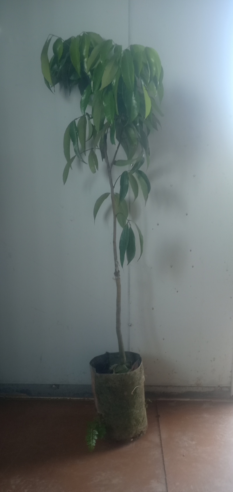 荔枝苗福建无核荔枝苗基地直发易成活根系发达量大从优