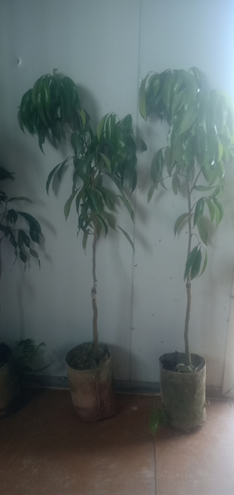 荔枝苗福建无核荔枝苗基地直发易成活根系发达量大从优