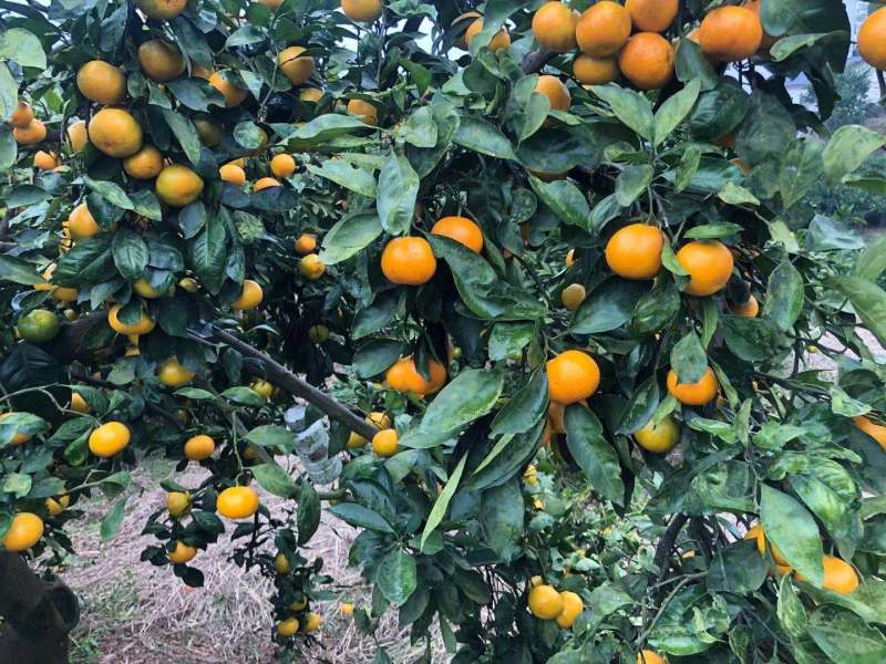 精品爱媛果冻橙，无核甜蜜多汁，欢迎下单咨询