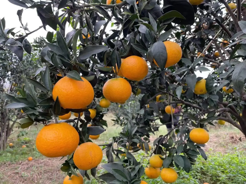 精品爱媛果冻橙，无核甜蜜多汁，欢迎下单咨询