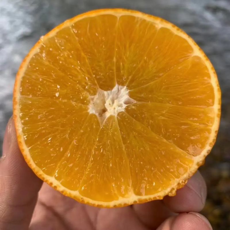 精品爱媛果冻橙，无核甜蜜多汁，欢迎下单咨询