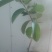 番石榴苗珍珠芭乐苗根系发达易成活挂果快产地直销