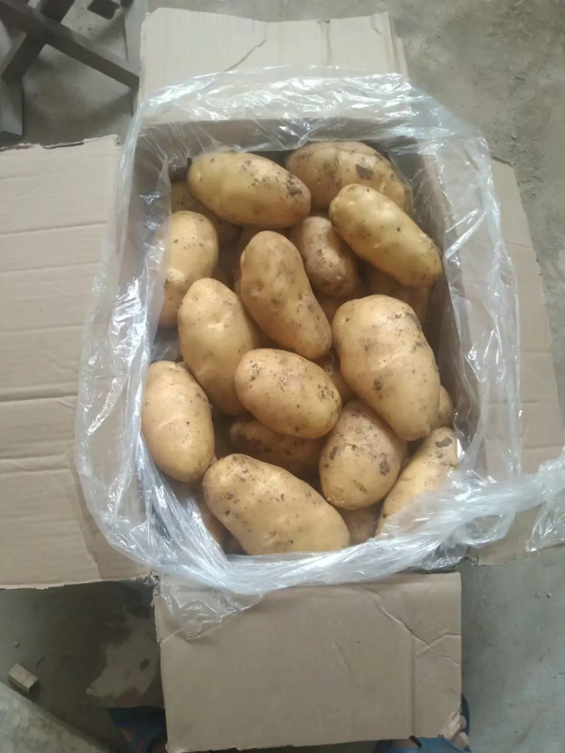 精品荷兰土豆，基地精品货源，精挑细选，个头均匀，供货全国