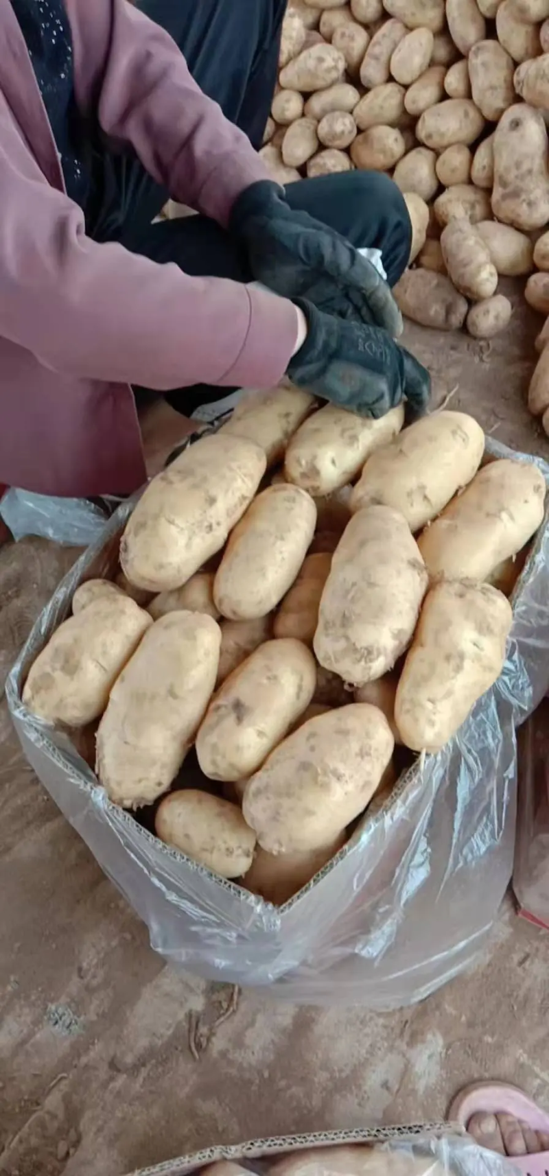 精品荷兰土豆，基地精品货源，精挑细选，个头均匀，供货全国