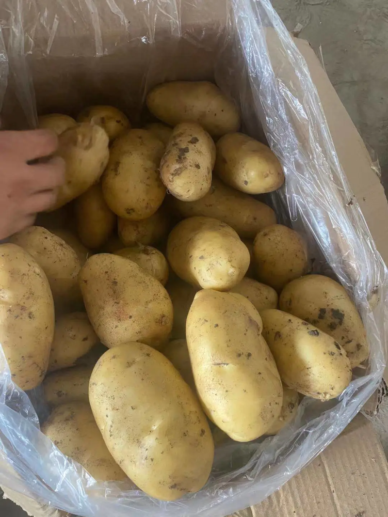 精品荷兰土豆，基地精品货源，精挑细选，个头均匀，供货全国