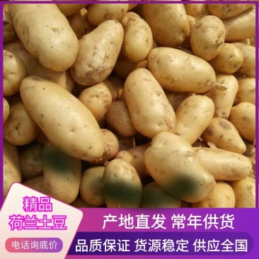 精品荷兰土豆，基地精品货源，精挑细选，个头均匀，供货全国